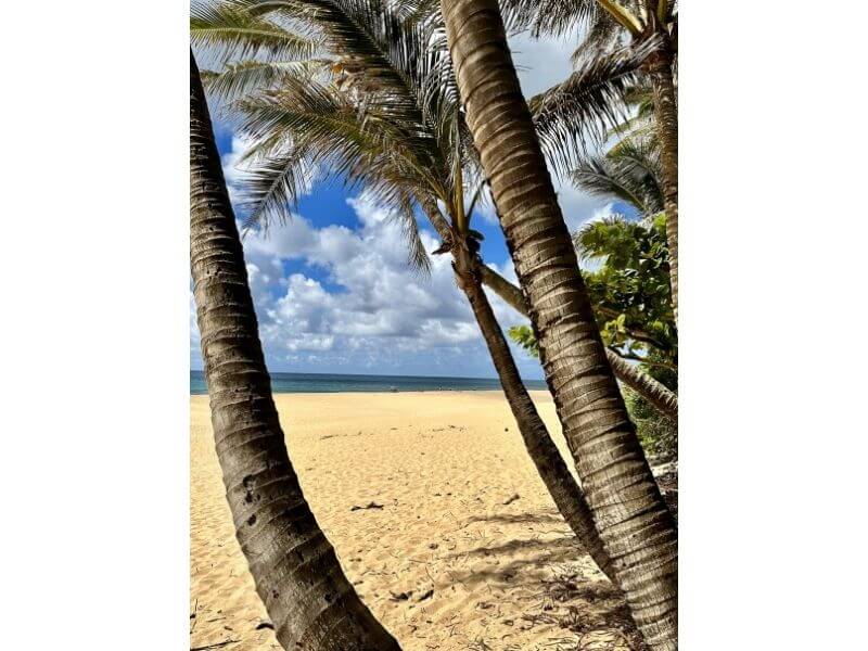The palms at Sunset Beach Oahu create a picturesque tropical backdrop, with their swaying fronds and golden hues, adding to the beauty and serenity of this iconic beach on the North Shore. 🌴🌅