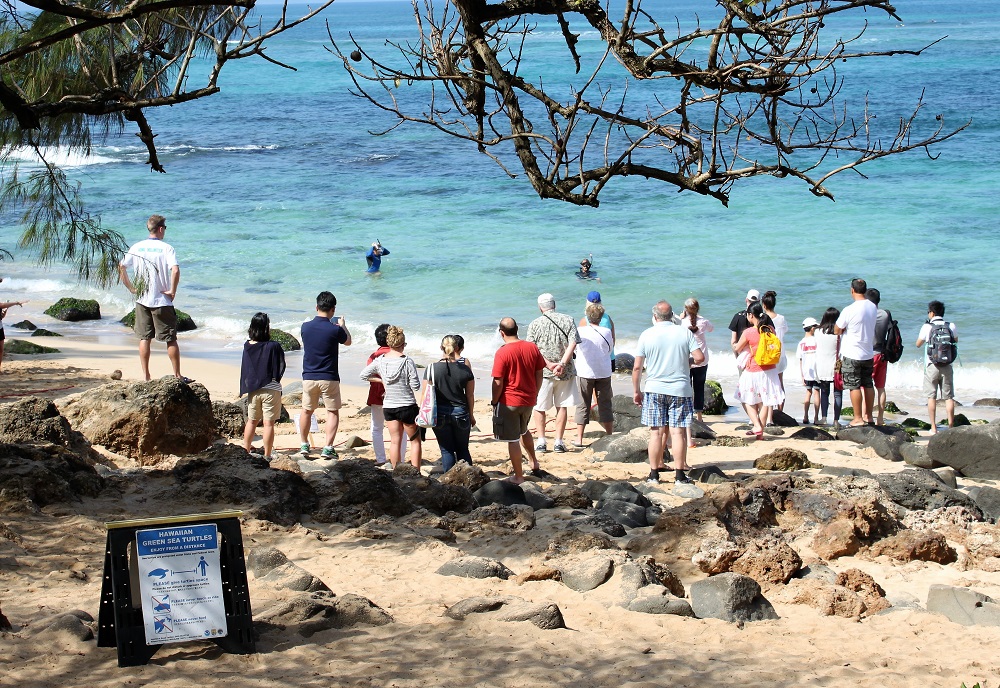 You Need to See Turtle Beach on Oahu! Here's Why