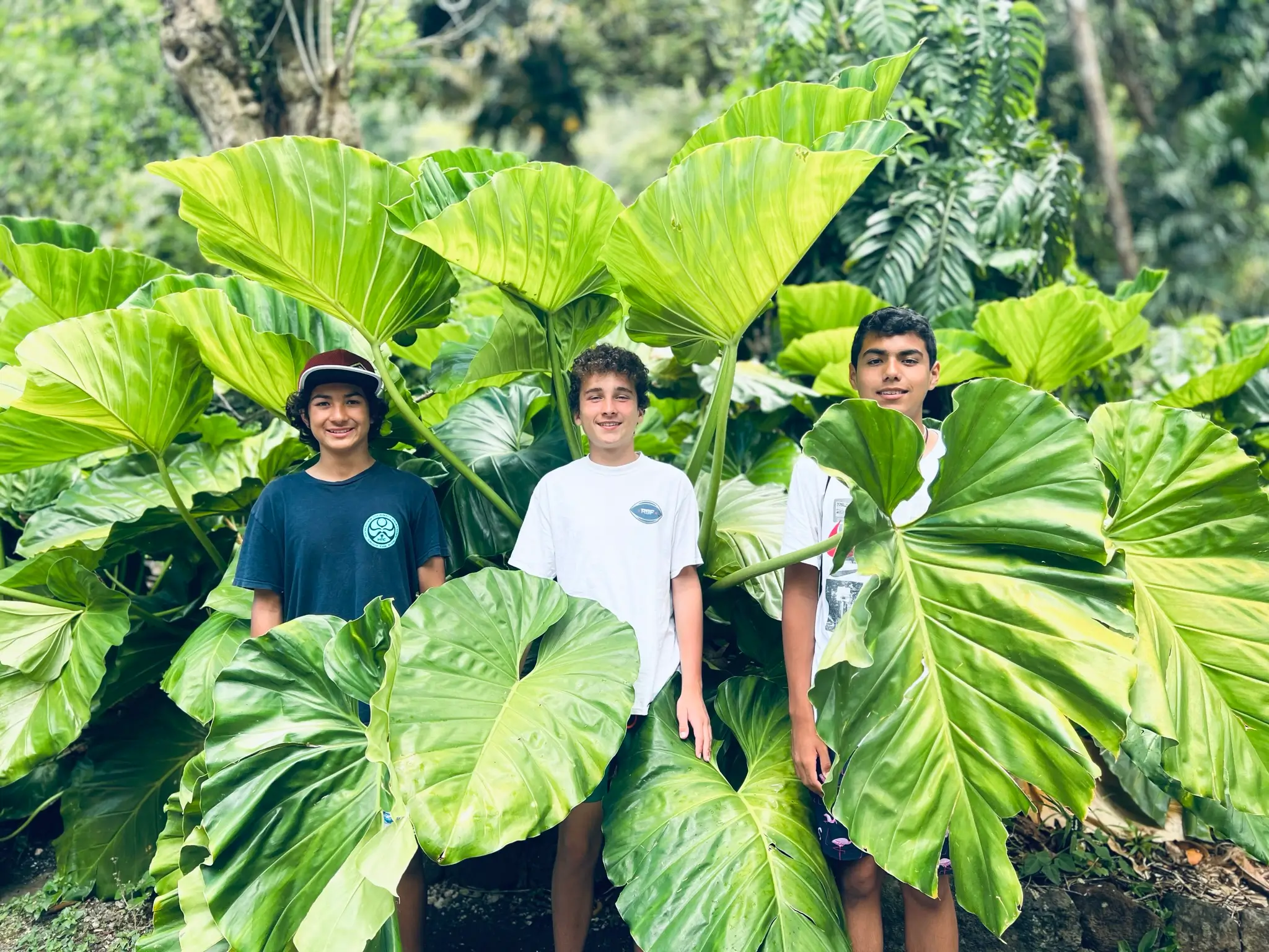Waimea-Elephant-Ears