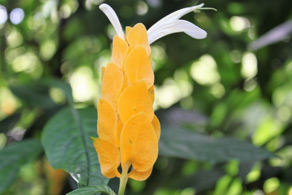 Waimea Valley Gardens is a lush and picturesque botanical garden nestled in a sacred valley, offering visitors a serene and immersive experience surrounded by vibrant flora, cultural exhibits, and a stunning waterfall. 🌿🌺💦