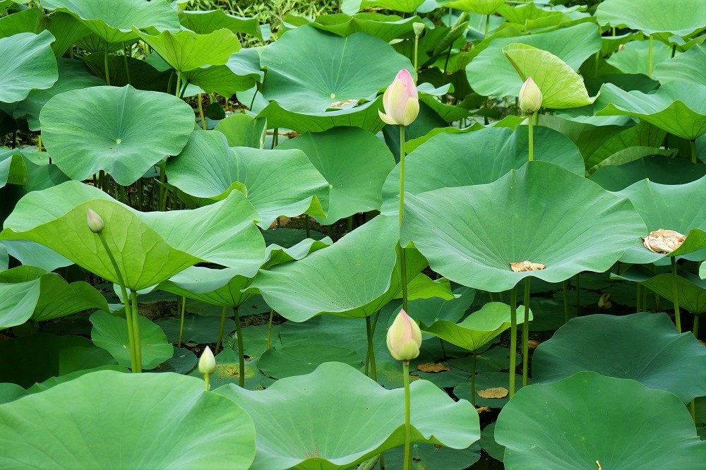 The Waimea Valley Lily Pond is a serene and picturesque spot within Waimea Valley, surrounded by lush botanical gardens and featuring a tranquil pond adorned with beautiful lilies. 🌺🌿