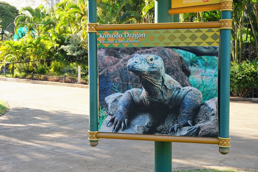 Honolulu Zoo Komodo Dragon
