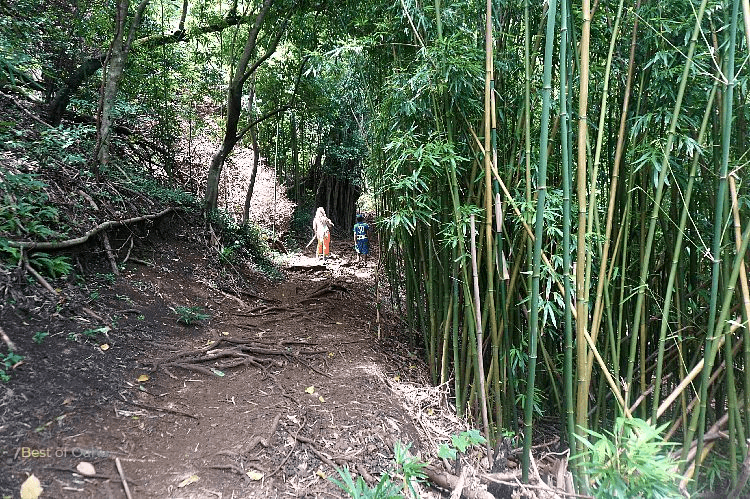 Judd Trail Bamboo