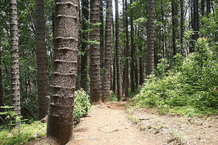 Judd Trail Norfolk Pines