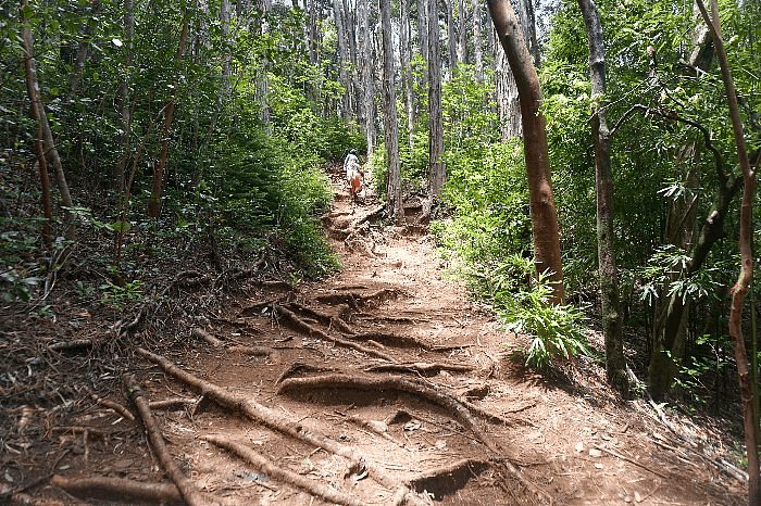 Judd Trail Root Steps
