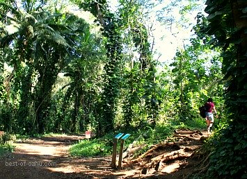 Maunawili Falls Path