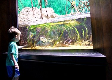 Waikiki Aquarium Exhibit