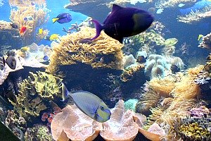 Waikiki Aquarium Fish